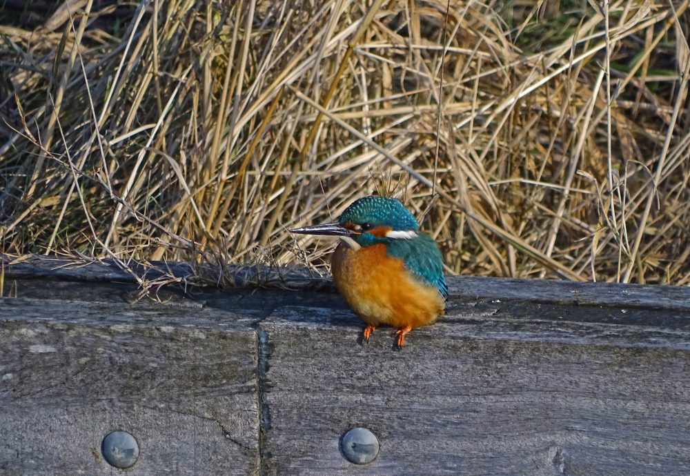 IJsvogel